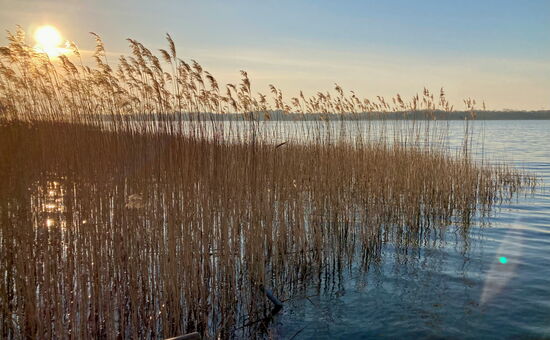Schilfrohr im Wasser
