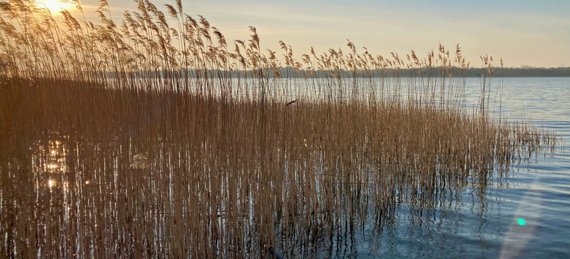 Schilfrohr im Wasser