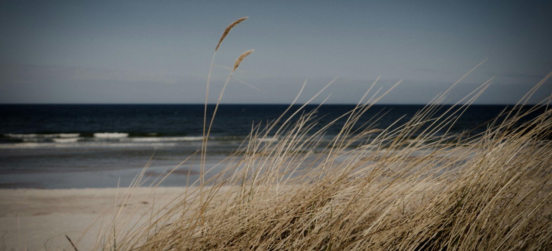 Schilfrohr am Strand