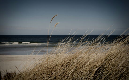 Schilfrohr am Strand